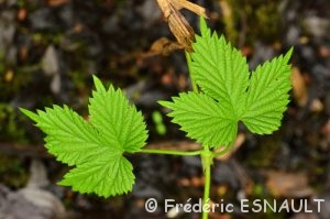 Houblon ou Houblon grimpant (Humulus lupulus)