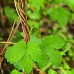 Houblon ou Houblon grimpant (Humulus lupulus)