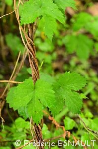 Houblon ou Houblon grimpant (Humulus lupulus)