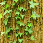 Lierre grimpant (Hedera helix)