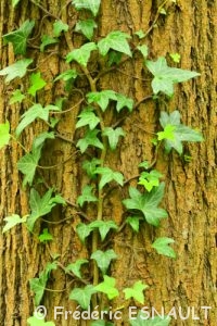 Lierre grimpant (Hedera helix)