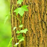 Lierre grimpant (Hedera helix)