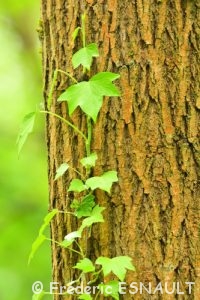 Lierre grimpant (Hedera helix)