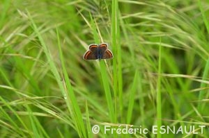 Argus brun ou Collier-de-corail (Aricia agestis)