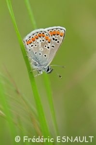 Argus brun ou Collier-de-corail (Aricia agestis)