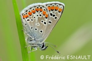Argus brun ou Collier-de-corail (Aricia agestis)