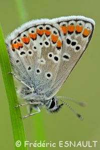 Argus brun ou Collier-de-corail (Aricia agestis)