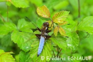 Libellule déprimée (Libellula depressa)