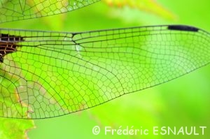 Libellule déprimée (Libellula depressa)