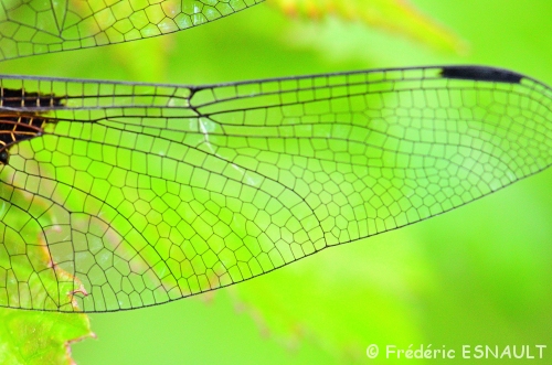 Libellule déprimée (Libellula depressa)