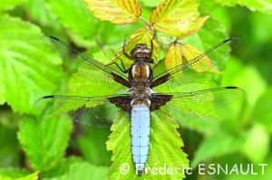 Libellule déprimée (Libellula depressa)