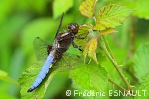 Libellule déprimée (Libellula depressa)