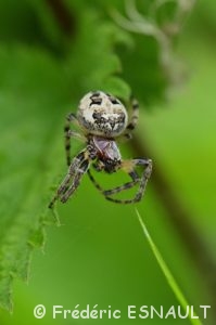 Épeire des roseaux (Larinioides cornutus)