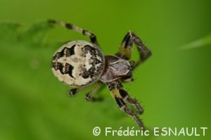 Épeire des roseaux (Larinioides cornutus)