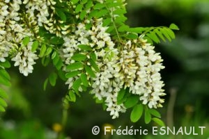 Robinier faux-acacia ou Acacia (Robinia pseudoacacia