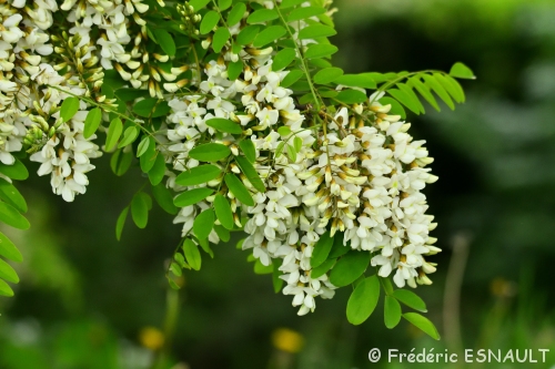 Acacia (Robinia pseudoacacia)