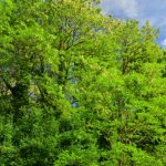 Robinier faux-acacia ou Acacia (Robinia pseudoacacia