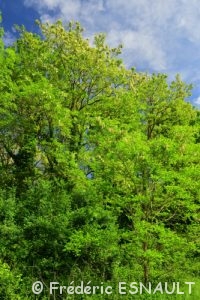 Robinier faux-acacia ou Acacia (Robinia pseudoacacia