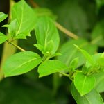 Chèvrefeuille des bois (Lonicera periclymenum)