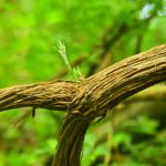 Clématite sauvage (Clematis Vitalba)