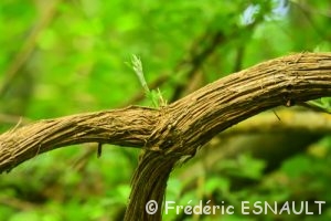 Clématite sauvage (Clematis Vitalba)