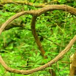 Clématite sauvage (Clematis Vitalba)