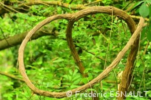Clématite sauvage (Clematis Vitalba)