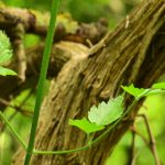 Clématite sauvage (Clematis Vitalba)