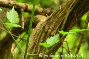 Clématite sauvage (Clematis Vitalba)