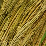 Clématite sauvage (Clematis Vitalba)