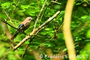 Geai des chênes (Garrulus glandarius)