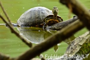 Tortue de Floride (Trachemys scripta elegans)