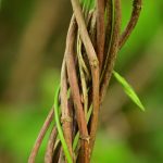 Houblon ou Houblon grimpant (Humulus lupulus)