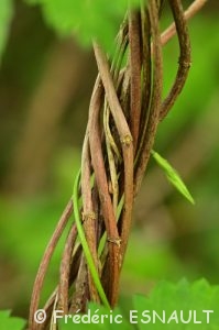 Houblon ou Houblon grimpant (Humulus lupulus)