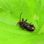 Thanatose, ou simulacre de mort du Cardinal à tête rouge (Pyrochroa serraticornis)