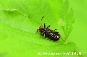 Thanatose, ou simulacre de mort du Cardinal à tête rouge (Pyrochroa serraticornis)