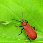 Cardinal à tête rouge (Pyrochroa serraticornis)