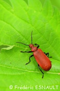 Cardinal à tête rouge (Pyrochroa serraticornis)