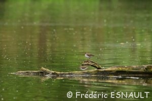 Chevalier guignette (Actitis hypoleucos)