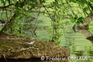 Chevalier guignette (Actitis hypoleucos)