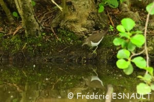 Chevalier guignette (Actitis hypoleucos)