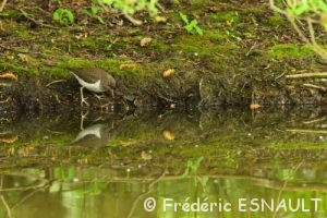 Chevalier guignette (Actitis hypoleucos)