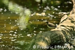 Chevalier guignette (Actitis hypoleucos)