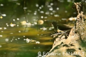 Chevalier guignette (Actitis hypoleucos)