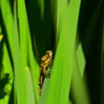 Orthétrum réticulé (Orthetrum cancellatum)