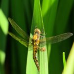 Orthétrum réticulé (Orthetrum cancellatum)
