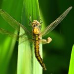 Orthétrum réticulé (Orthetrum cancellatum)