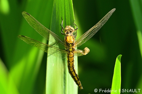 Orthétrum réticulé (Orthetrum cancellatum)