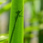 Libellule cache-cache