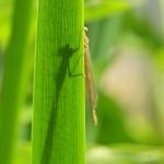 Libellule cache-cache